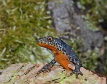 23 blickt zum Laubfrosch-Nachbarn